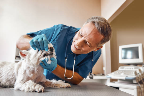 Best Emergency Dental Extractions in Wedgefield, SC
